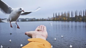 Close-up of Seagull