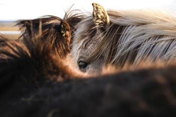 Close-up of several ponies nuzzling | Free Photo - rawpixel