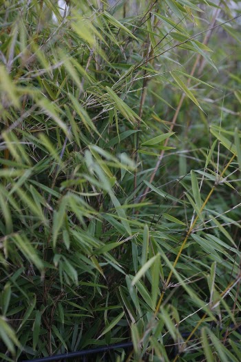 Close-up of Small Bamboo