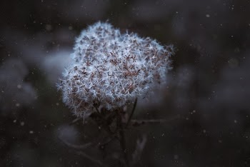 Close-up of Snow on Tree
