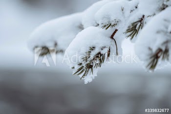 Close up of snowy trees in Riisitunturi National Park, Finland