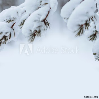 Close up of snowy trees in Riisitunturi National Park, Finland