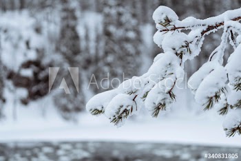 Close up of snowy trees in Riisitunturi National Park, Finland