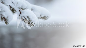 Close up of snowy trees in Riisitunturi National Park, Finland