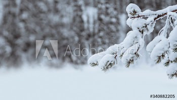 Close up of snowy trees in Riisitunturi National Park, Finland