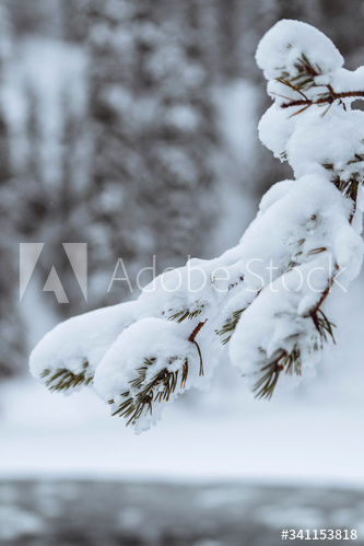 Close up of snowy trees in Riisitunturi National Park, Finland