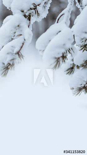 Close up of snowy trees in Riisitunturi National Park, Finland