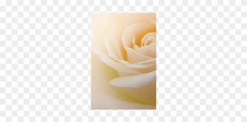 Close-up Of Soft Creamy White Rose Flower Poster • - Garden Roses