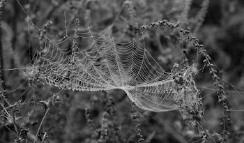 Close-up of Spider Web on Plant