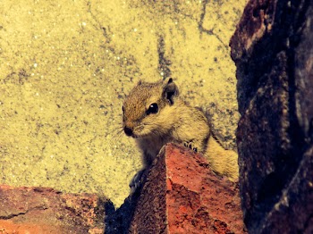 Close-up of Squirrel