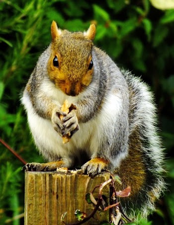 Close-up of Squirrel Eating Outdoors