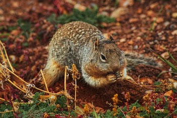 Close-up of Squirrel on Field