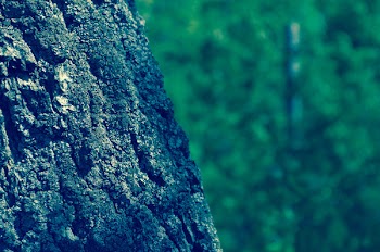 Close-up of Tree