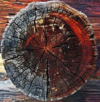 Close-up of Tree Stump