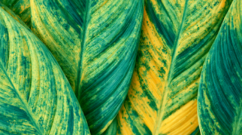 Close-Up of Tropical Plant Leaves