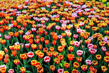 Close-up of Tulips