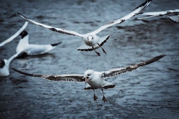 Close-up of Two White Birds