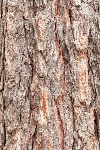 Close-Up of Weathered Tree Bark with Rich Textures