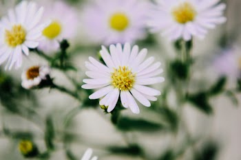 Close-up of White Flowers