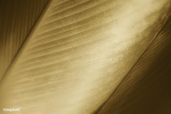 Close up of yellow Cigar flower leaf background | Free  photo - 2336629