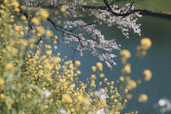 Close-up of Yellow-petaled Flowers