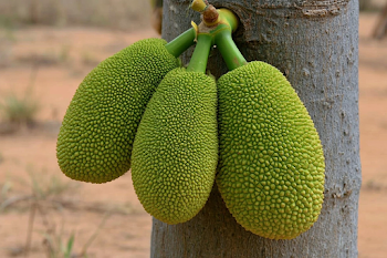 Close-Up of Young Jackfruit on Tree