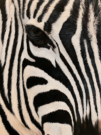 Close-Up of Zebra Stripes