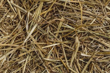 Close Up On Hay Texture