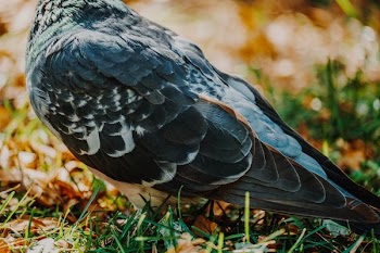 Close Up On Pigeon Feathers