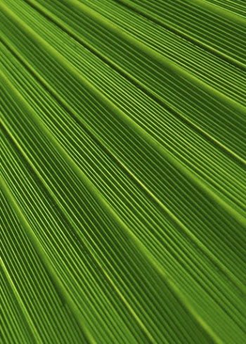 Close up palm leaf background, | Free Photo - rawpixel
