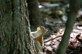 Close-Up Photo a Squirrel