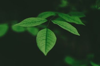close-up photo elliptic green leafed plant