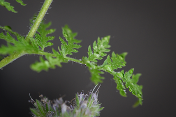 Close-Up Photo Fern Leaves