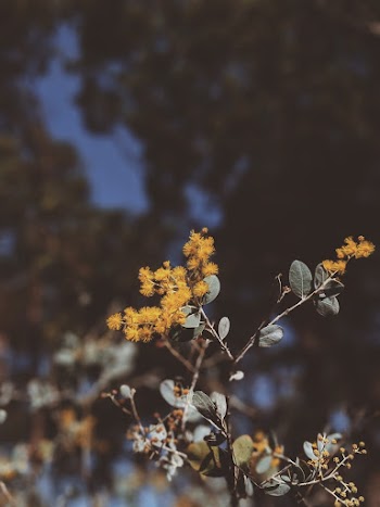Close-Up Photo Of