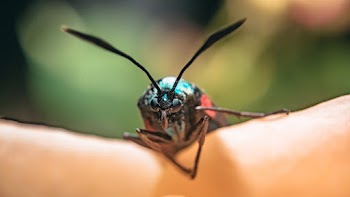 Close-up photo of a black Insect on human skin