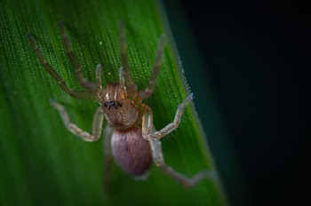 Close up Photo of a Brown Spider