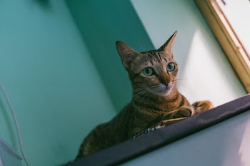 Close-up Photo of a Cat