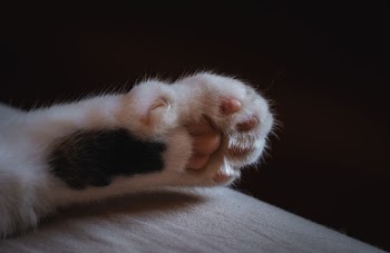 Close-Up Photo of a Cat's Paw