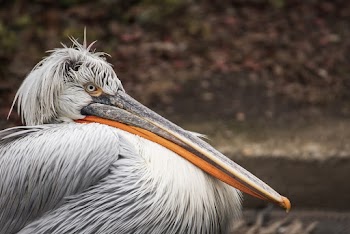 Close-up Photo of a Dalmatian Pelican