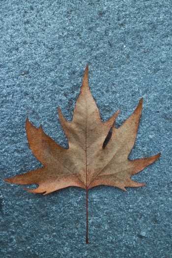 Close-up Photo Of A Dried Maple Leaf