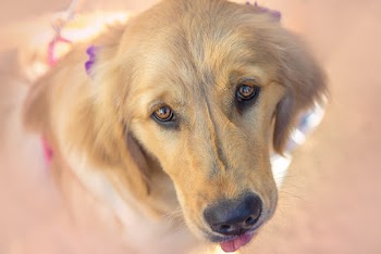 Close-Up Photo of a Fawn Dog