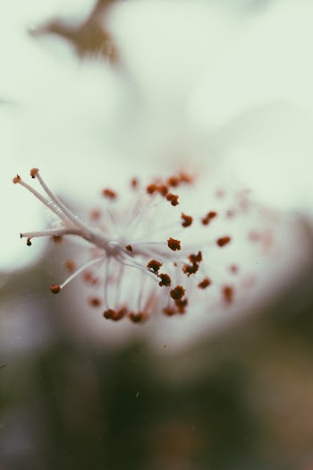 Close-Up Photo of a Flower