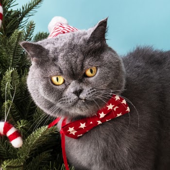 Close-Up Photo of a Gray Cat Wearing Red Star Printed Bow Tie