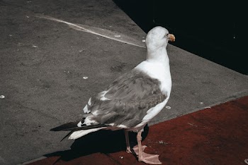 Close-up Photo of a Great Black-backed Gull Standing on Pavement