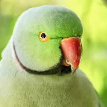 Close-up Photo of a Green Ring-neck Parakeet