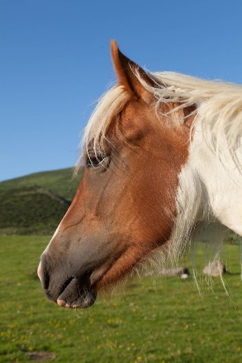 Close Up Photo of a Horse