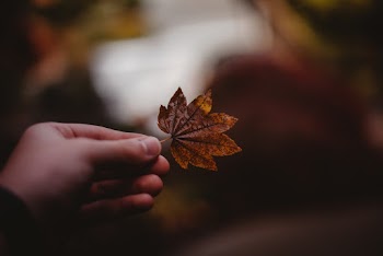 Close-Up Photo of a Person's Hand Holding a Brown Leaf