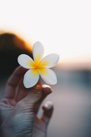 Close-up Photo of a Person Holding a Flower 