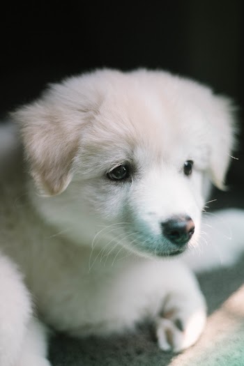 Close-up Photo of a Small Short-coated White Puppy