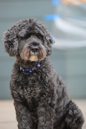 Close-up Photo of a Spanish Water Dog Sitting on Ground